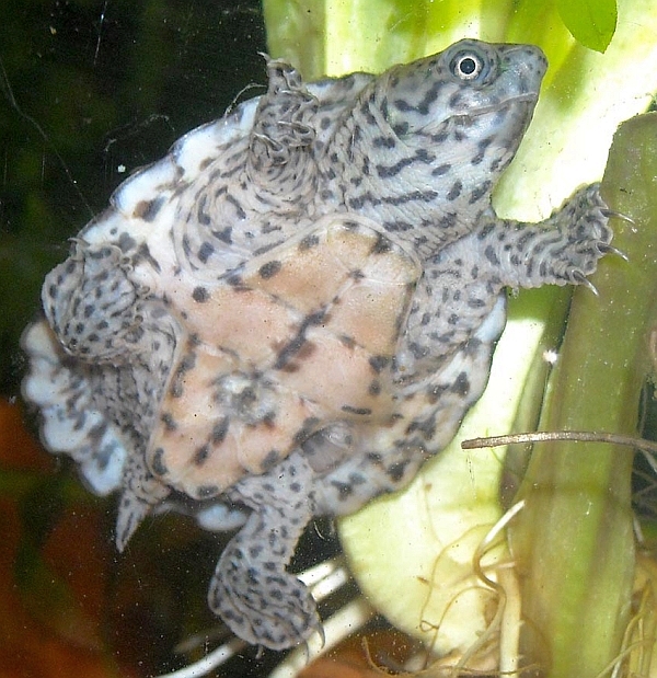 DachMoschusschildkröte Sternotherus carinatus
